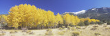 Colorado  Beckwith Mountain  Autumn
