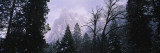 Black Oak Trees in a Forest  Cathedral Rocks  Yosemite National Park
