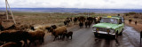 Taxi and Cattle on a Road  Kyrgyzstan