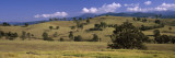 Gum Trees in a Farm  Snowy Mountains Highway  New South Wales  Australia