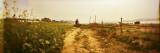 Man Carrying Water from Ganges River to Farmland  Varanasi  Uttar Pradesh  India