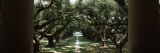 Oak Trees in Front of a Mansion  Oak Alley Plantation  Vacherie  Louisiana  USA