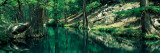 Stream in a Forest  Honey Creek  Texas  USA