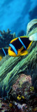Allard's Anemonefish in the Ocean