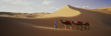 Camels in Desert Morocco Africa