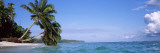Palm Trees on the Beach  Indonesia