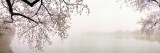 Cherry Blossoms at the Lakeside  Washington DC  USA