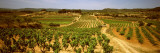 Vineyard  Bot  Terra Alta  Tarragona Province  Catalonia  Spain