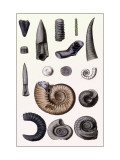 Shells: Cephalopoda