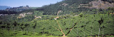 Tea Plantation  Coonoor  Nilgiris  Kerala  India