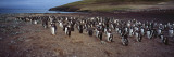 Colony of Gentoo Penguins at the Neck  Saunders Island  Falkland Islands