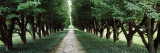 Trees in a Garden  Niagara Parks Commission  Niagara Falls  Ontario  Canada