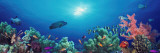 School of Fish Swimming Near a Reef  Indo-Pacific Ocean