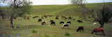Cattle Grazing in a Field  Uzbekistan