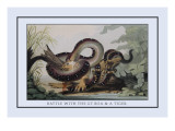 Battle Between the Great Boa and a Tiger