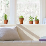 Cactus  (Window Decal)