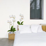 White Orchid