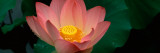 Lotus Blooming in a Pond