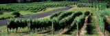 Road Passing Through Vineyards  Chateau Chantal  Grand Traverse County  Michigan  USA