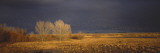 Flock of Snow Geese Flying  Bosque Del Apache National Wildlife Reserve  Socorro County  New Mexico