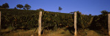 Grape Vines in a Vineyard  Mount Majura Vineyard  Canberra  Australia