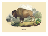 Bison
