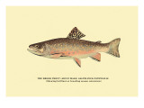 The Brook Trout  Showing Brilliant or Breeding Season Coloration