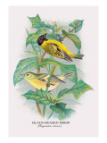 Black-Headed Siskin