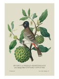 Indian Nightingale