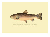 The Rainbow Trout
