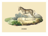 Zebre