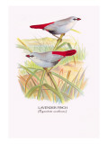 Lavender Finch