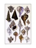 Shells: Trachelipoda