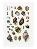 Shells: Sessile Cirripedes