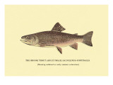 The Brook Trout  Showing Subdued or Early Summer Coloration