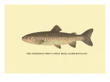 The Steelhead Trout