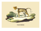 Panthere
