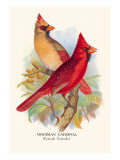 Virginian Cardinal