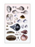 Shells: Sessile Cirripedes