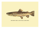 The Brown Trout