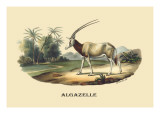 Algazelle