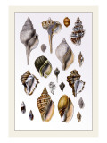Shells: Sessile Cirripedes
