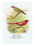 Sydney Waxbill  Australian Fire-Finch