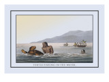 Turtle Fishing in the Water