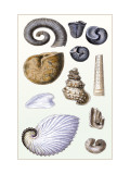 Shells: Ammonacea