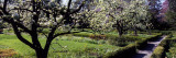 Blossom Trees in a Garden  Ellwanger Garden  Rochester  New York State  USA