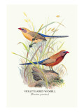 Violet Eared Waxbill