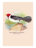 Yellow-Billed Cardinal