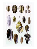 Shells: Convoltae and Orthocerata