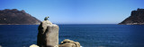 Bronze Leopard Statue on a Boulder  Hout Bay  Cape Town  Western Cape Province  South Africa